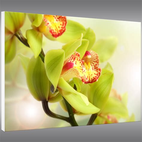 Hallo und herzlich willkommen auf unserer webpräsenz. Wandtattoos folies : Forex Bild Orchidee