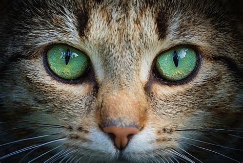Here you can see and download free cat png images. Cat Eye Stock Photos, Pictures & Royalty-Free Images - iStock