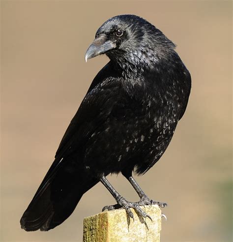 Crow Posing Nicely Earlyalan90 Away Awhile Flickr