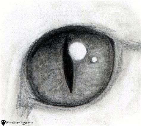 How To Draw A Cat Eye Cat Eyes Drawing Eye Art