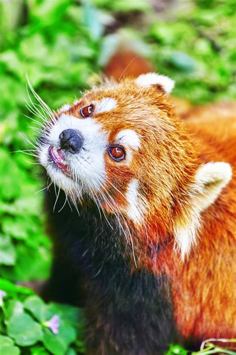 Cute Red Panda Stock Photo Image Of Animal Chinese 55990626