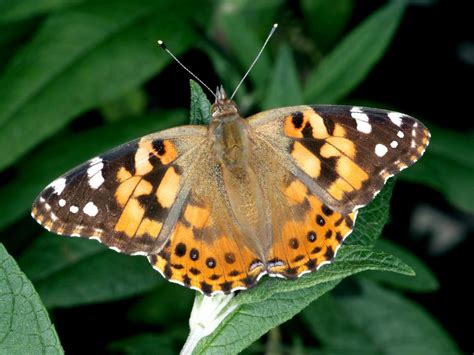 Painted Lady Butterflies Are Abundant In Many Areas—what Now