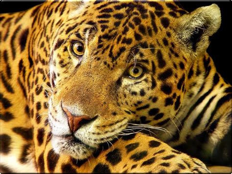 Jaguar Tropical Rainforest Animals Jaguar