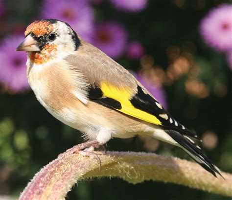 Finch Characteristics Species And Facts Britannica