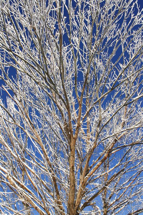 Snow Covered Tree Branches Picture Free Photograph Photos Public Domain