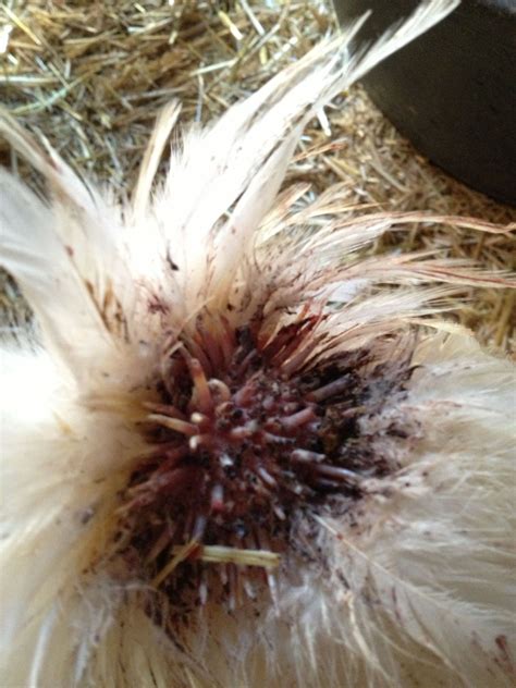 Help Infected Pin Feathers Picture Backyard Chickens