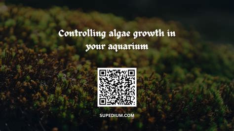 Controlling Algae Growth In Your Aquarium Supedium