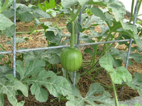 Growing Watermelon In A Raised Bed How To Grow Watermelon Fruit