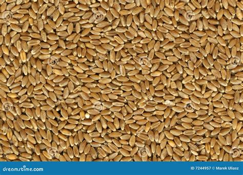 Hard Red Winter Wheat Grain Royalty Free Stock Photography Image 7244957