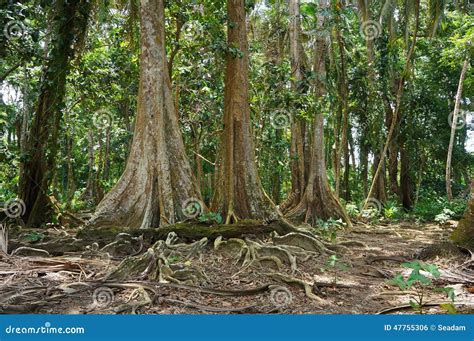 Árboles Tropicales En La Selva De Costa Rica Foto De Archivo Imagen