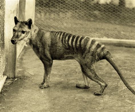 Centre For Fortean Zoology Australia A Queensland Tiger