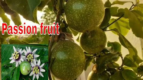How To Grow Passion Fruit Plant At Home From Cuttings Pots Youtube