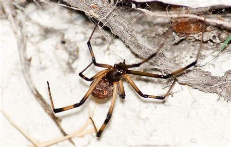 Worried About Louisiana Spiders Here Are 16 Species With Photos You