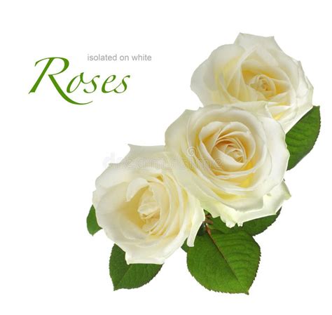 Three White Roses Isolated Stock Photo Image Of Rosebud 26896514