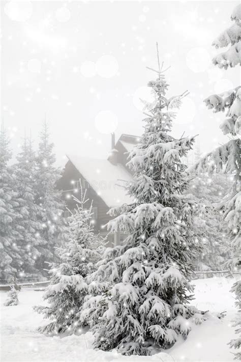 Frost Covered Pine Trees In Snow Stock Image Image Of Coniferous