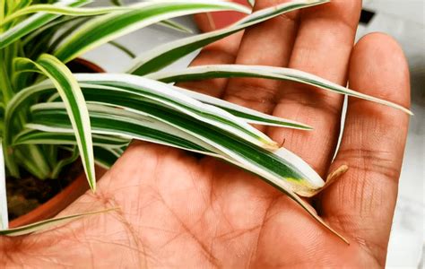 Spider Plant Leaves Turning Brown In The Middle Gardening Care Tips