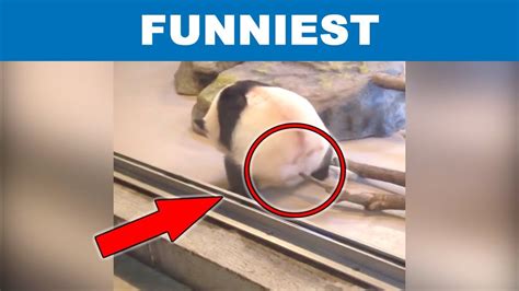 Funniest Panda Ever Compilation Youtube