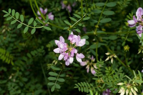 Securigera Varia Crown Vetch