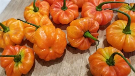 Hot Pepper ‘aji Cachucha Seeds Certified Organic Garden Hoard