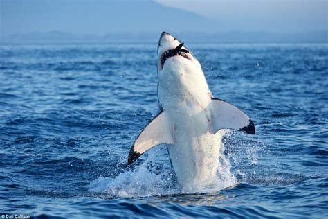 Great White Shark Vs Seal Natureismetal