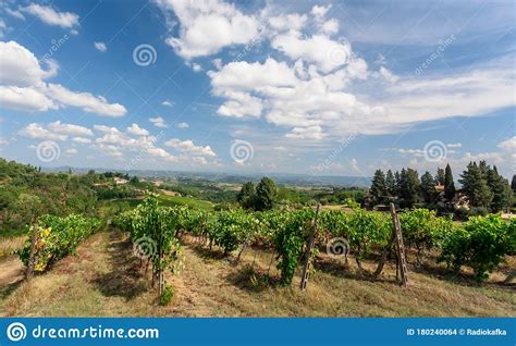 Sunny Meadow With Grapevines Under Blue Sky Colorful Branches Of A