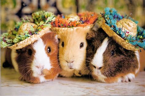 Funny Guinea Pig Picture For Desktop Funny Animal