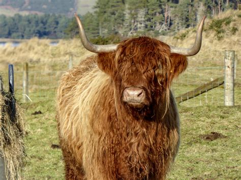 Highland Cow Scotland Rpics