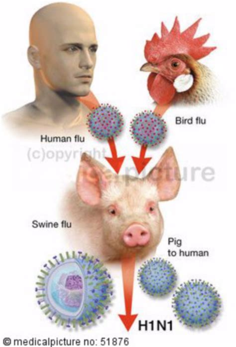 Influenza a (h1n1) is similar to seasonal influenza but has been characterized by higher activity during the northern summer season, higher fatality rates among healthy young adults and higher incidence of viral. Variation of the pig flu virus H1N1 - DocCheck