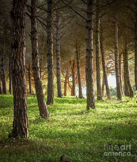 Dense Pine Forest With Green Undergrowth In Spring Photograph By Perry