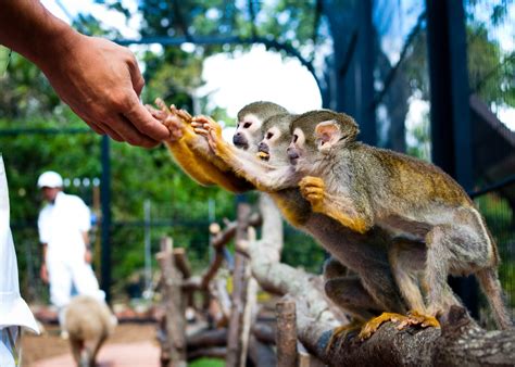 A petting zoo (often called, or part of, a children's zoo) features a combination of domesticated animals and some wild species that are docile enough to touch and feed. Exotic Zoo (Inside Southeast Botanical Gardens) - Okinawa Hai