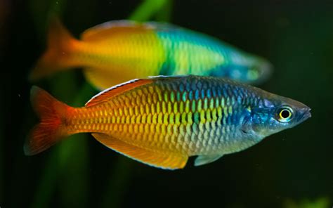 Boesemani Rainbow Fish Hd Wallpaper