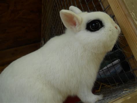 Dwarf Hotot Rabbit Care Sheet Here Bunny