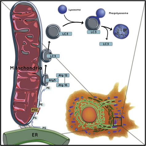 Mitochondria Supply Membranes For Autophagosome Biogenesis During
