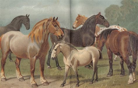 1890 Horse Breeds Ii From Italy Belgium And By Cabinetoftreasures