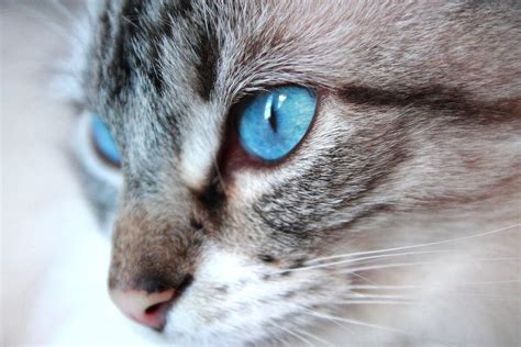 Ojos azules is a relatively new breed of domestic cat. Ojos Azules Cat Breed - ThirstyCat Fountains