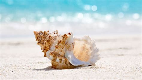 Some Amazing Facts About Seashells Guideposts