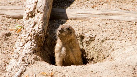 How To Get Rid Of A Groundhog Without Killing It