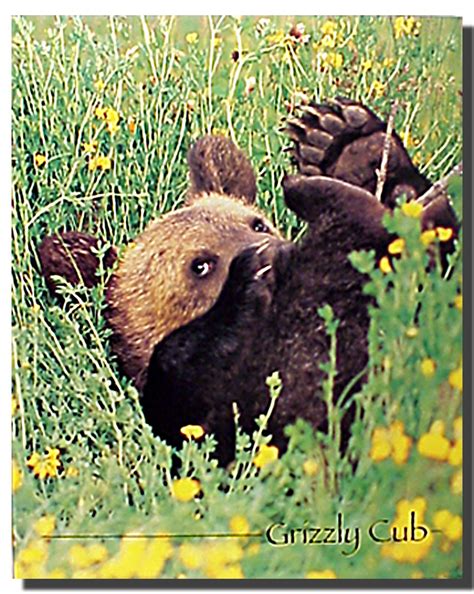 Grizzly Bear Cub Poster Animal Posters Bear Posters