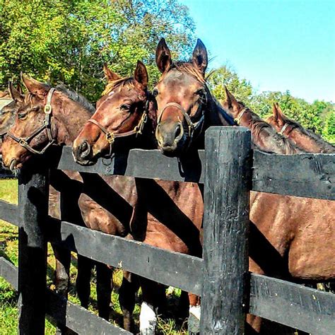 Best Of Kentucky Tours Horse Country And Bourbon Country
