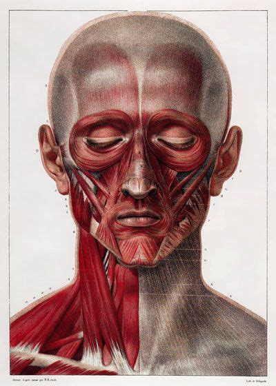 Muscles Of The Face Mimetic Muscles Medical Art Library Images And