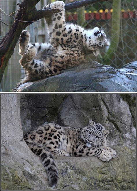 Knit A Warm Throw And Save The Snow Leopards Too Nomadic