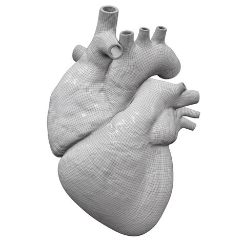 Modelo 3d Corazón Humano Exacto Turbosquid 1075356