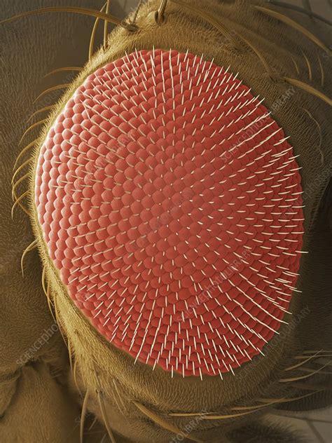 What is a compound house. Fruit fly compound eye, SEM - Stock Image - Z340/0901 ...