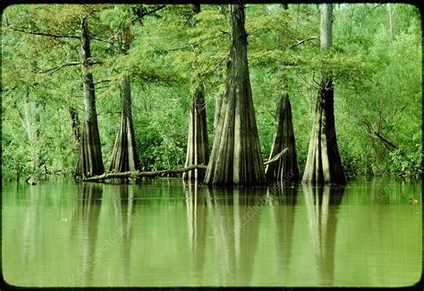 Cypress Trees In A Swamp Stock Image E6000038 Science Photo Library