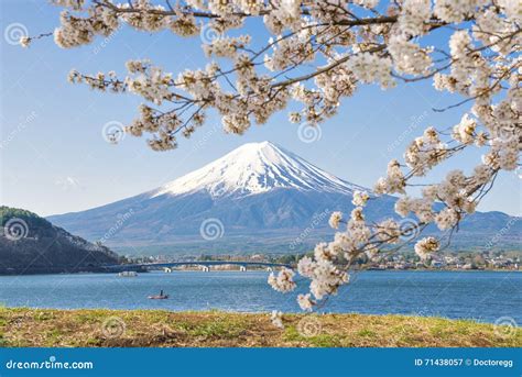 Fujisan και Sakura στη λίμνη Kawaguchiko Στοκ Εικόνα εικόνα από