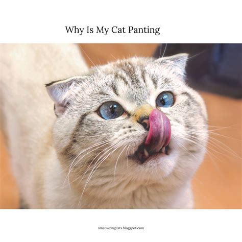Why Is My Cat Panting A Detailed Guide Ameowzingcats