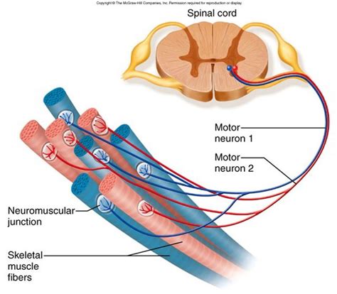 Structure Of Skeletal Muscle Earth S Lab