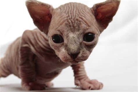 These felines are full of personality, and the breed is rapidly growing in popularity in the u.s. Why Do Sphynx Cats Cost So Much? - Pets KB