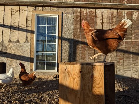 Do Chickens Like to be Pet, Held, or Cuddled? How To Tell – Backyard