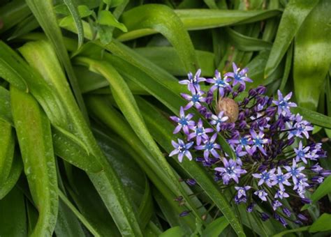 Klin, zakrpa, umetak … hrvatski jezični portal. Allium Cepa